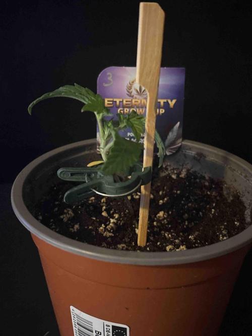Eternity Grow Cup 2026. Week 4 - #3