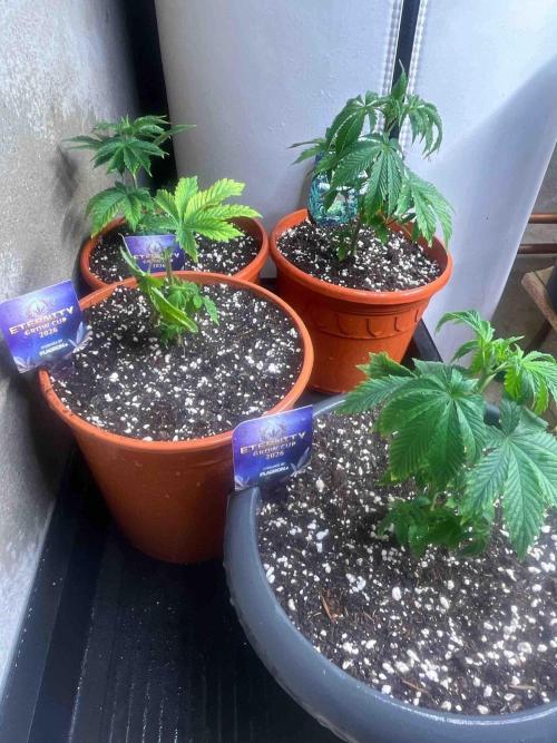 Eternity Grow Cup 2026. Week 7