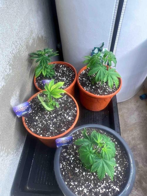 Eternity Grow Cup 2026. Week 7 - #1