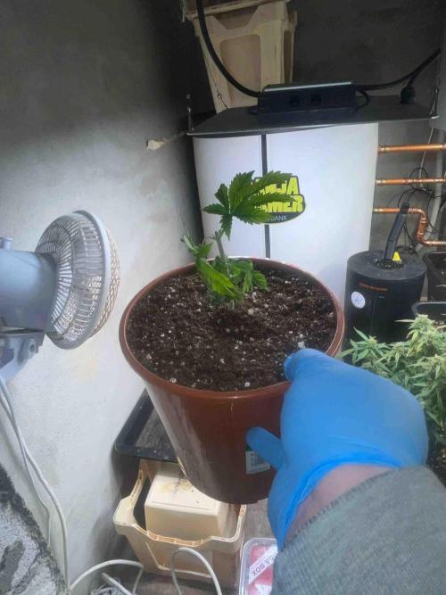Eternity Grow Cup 2026. Week 7 - #1