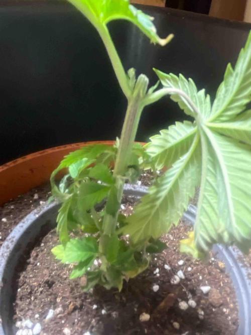 Eternity Grow Cup 2026. Week 7 - #1
