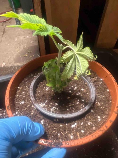 Eternity Grow Cup 2026. Week 7 - #1