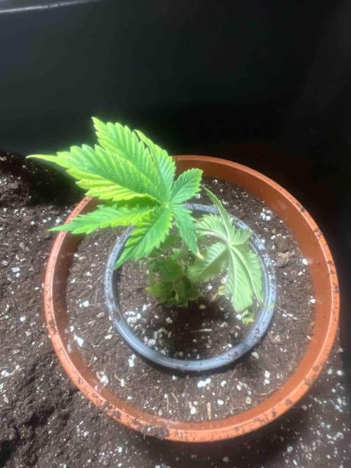 Eternity Grow Cup 2026. Week 7 - #1