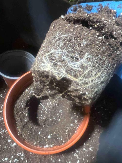 Eternity Grow Cup 2026. Week 7 - #2
