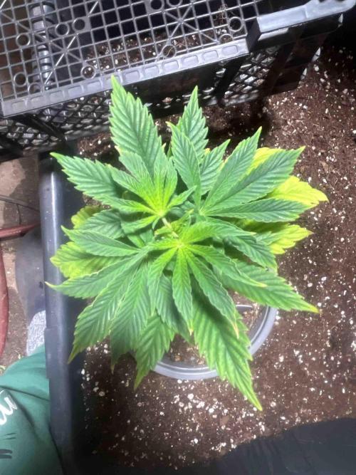 Eternity Grow Cup 2026. Week 7 - #2