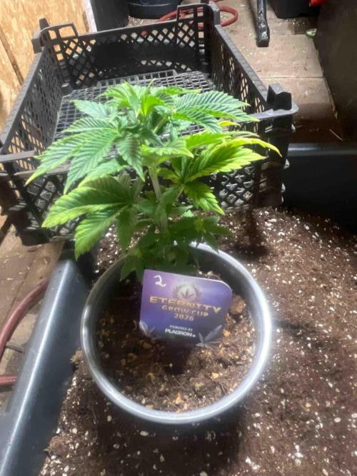 Eternity Grow Cup 2026. Week 7 - #2