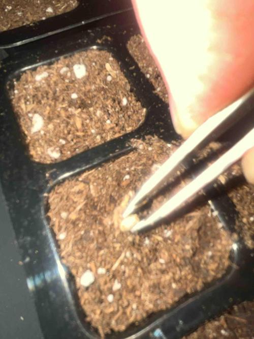 Kannabia Sponsor Grow. Week 0