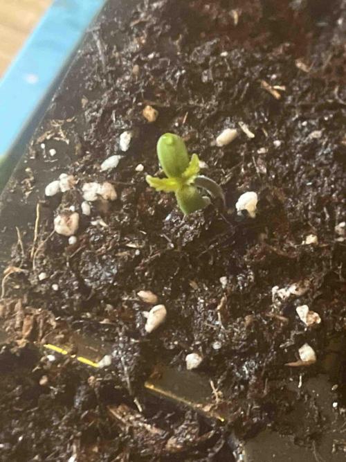 Kannabia Sponsor Grow. Week 0 - #2
Tag:6