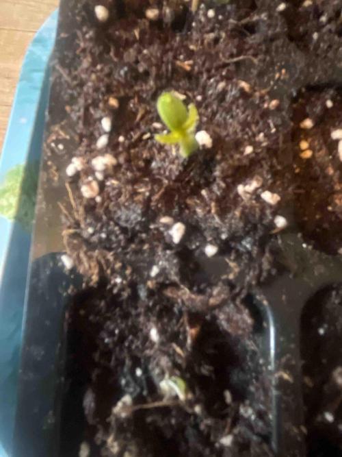 Kannabia Sponsor Grow. Week 0 - #2
Tag:6