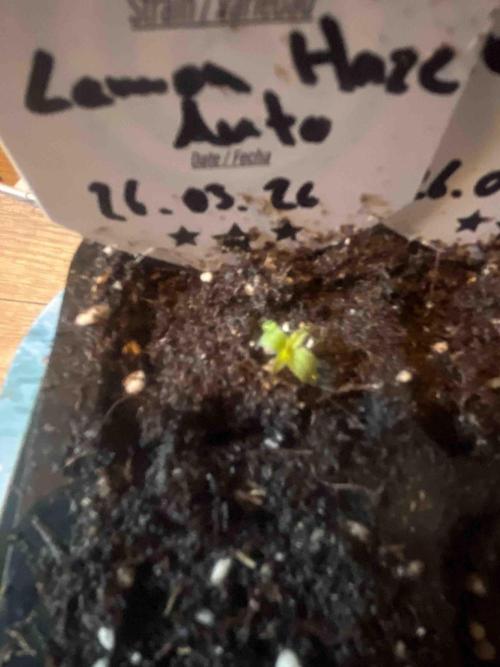 Kannabia Sponsor Grow. Week 0 - #3
Tag:6