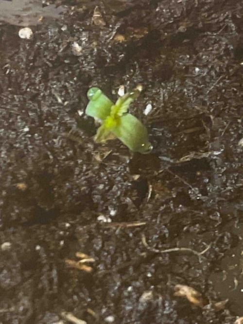 Kannabia Sponsor Grow. Week 0 - #3
Tag:6
