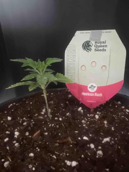 RQS Mexican Rush. Week 5 - #1
Tag:35