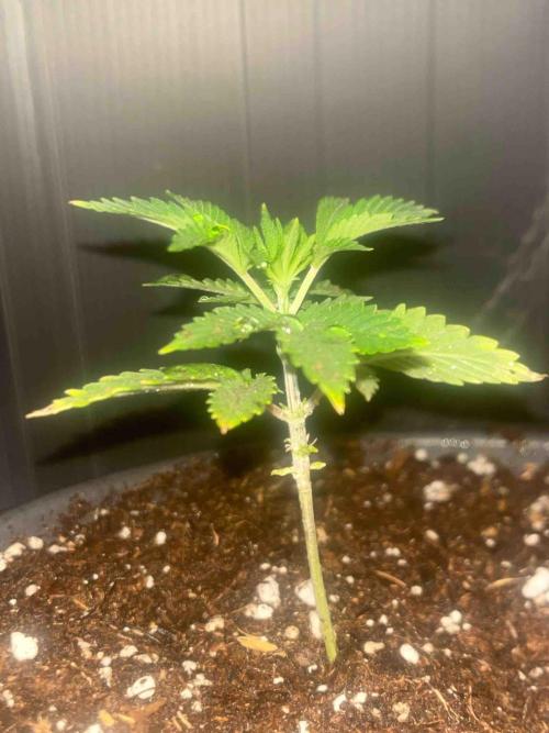 RQS Mexican Rush. Week 5 - #1
Tag:35