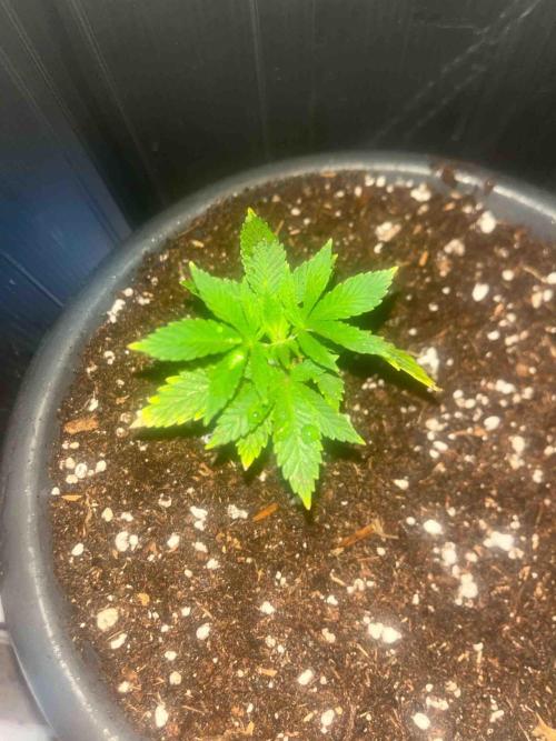 RQS Mexican Rush. Week 5 - #1
Tag:35