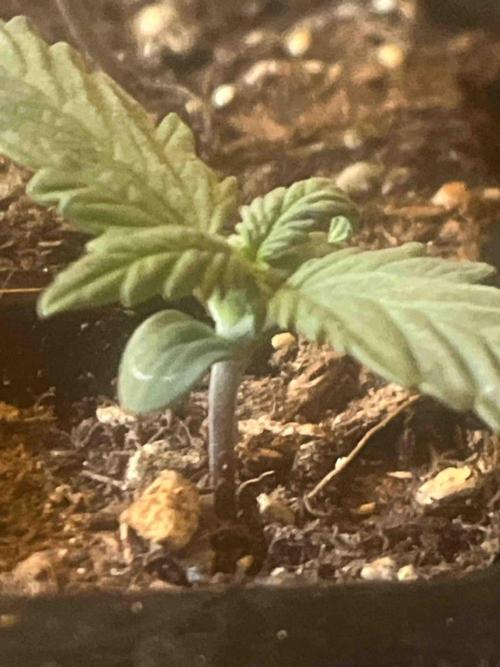 Kannabia Sponsor Grow. Week 3 - #1