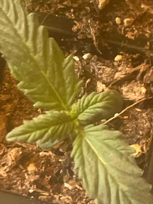 Kannabia Sponsor Grow. Week 3 - #1