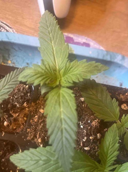 Kannabia Sponsor Grow. Week 3 - #2