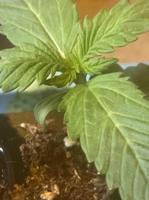 Kannabia Sponsor Grow. Week 3 - #2
