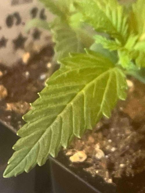 Lemon Haze Auto. Week 3