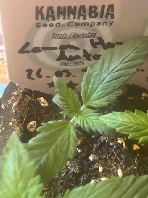 Kannabia Sponsor Grow. Week 3 - #3