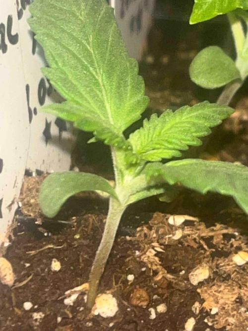 Kannabia Sponsor Grow. Week 3 - #3