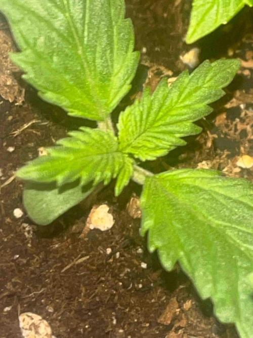 Kannabia Sponsor Grow. Week 3 - #3