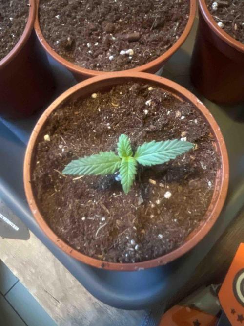 Kannabia Sponsor Grow. Week 3 - #1
Nach dem umpflanzen 