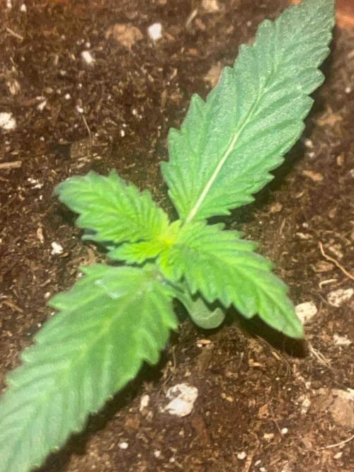 Kannabia Sponsor Grow. Week 3 - #1