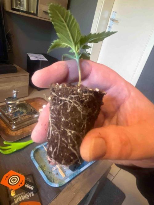 Kannabia Sponsor Grow. Week 3 - #2