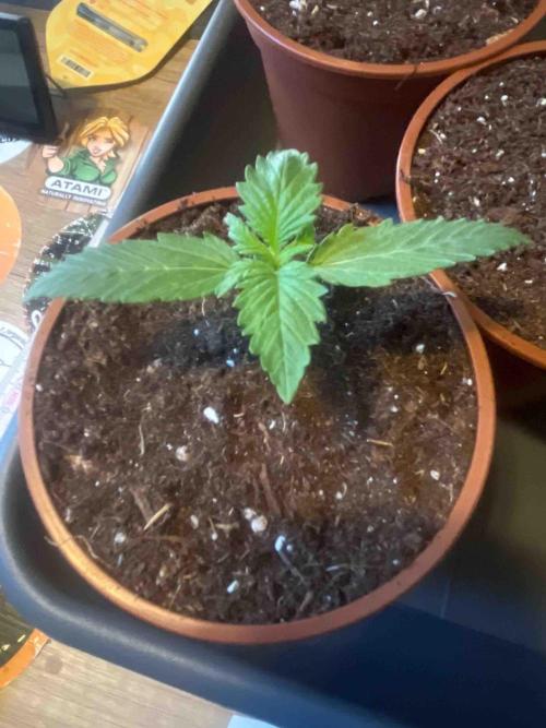 Kannabia Sponsor Grow. Week 3 - #2
Nach dem umtopfen 