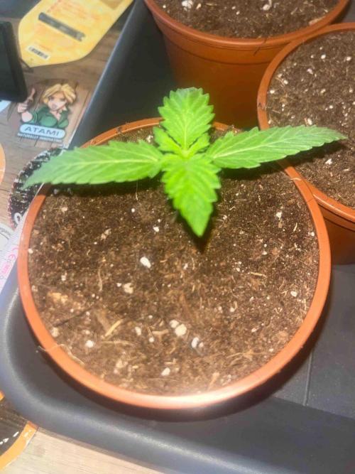 Kannabia Sponsor Grow. Week 3 - #2