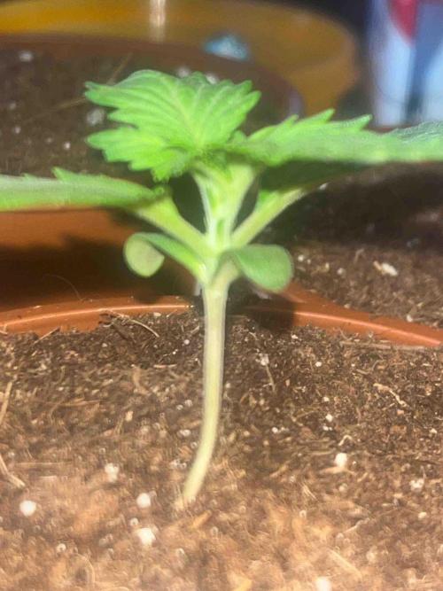 Kannabia Sponsor Grow. Week 3 - #2