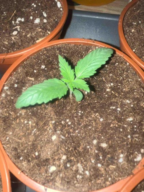 Kannabia Sponsor Grow. Week 3 - #3
Nach dem umtopfen 