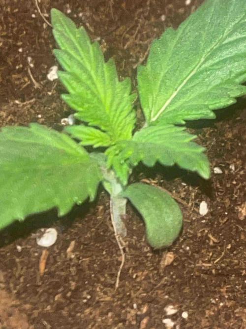Kannabia Sponsor Grow. Week 3 - #3