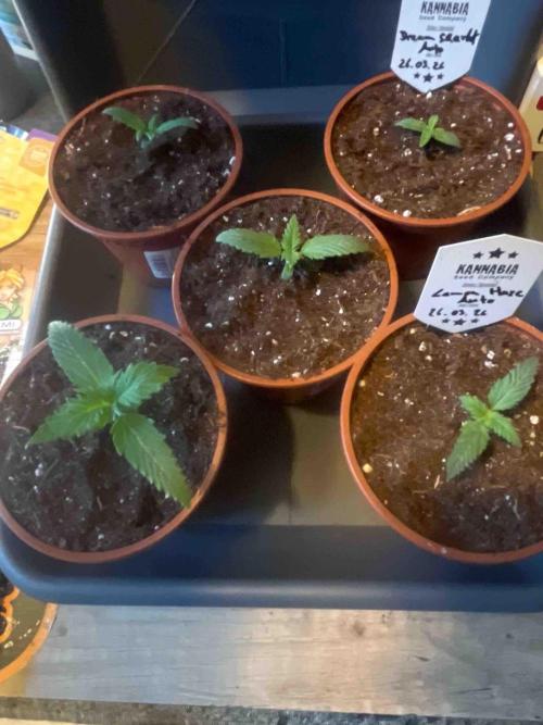 Lemon Haze Auto. Week 3