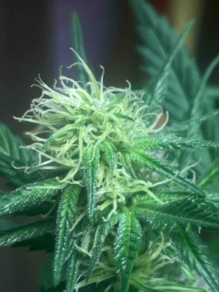 Seeds Mafia Sponsor Growing. Week 21