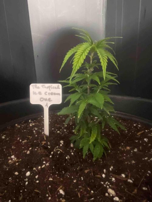 SSSC ( The Tropical ICE Cream One ). Week 7 - #1