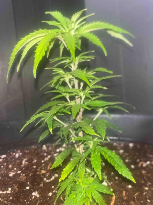 SSSC ( The Tropical ICE Cream One ). Week 7 - #1