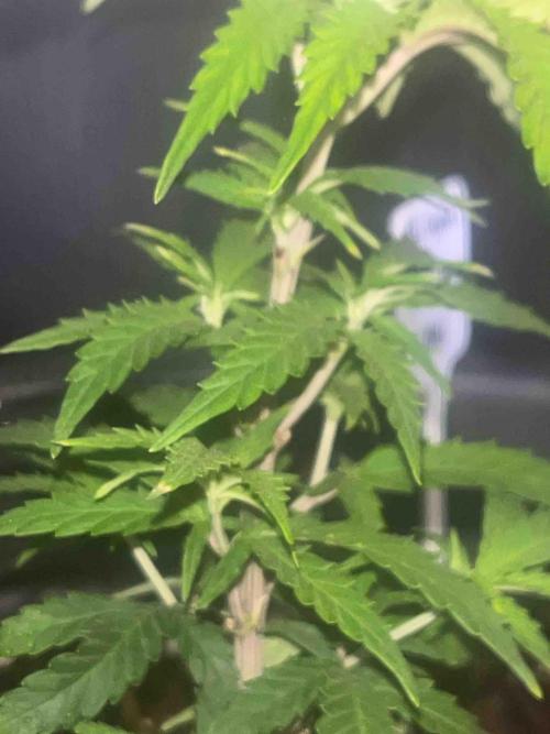 SSSC ( The Tropical ICE Cream One ). Week 7 - #1