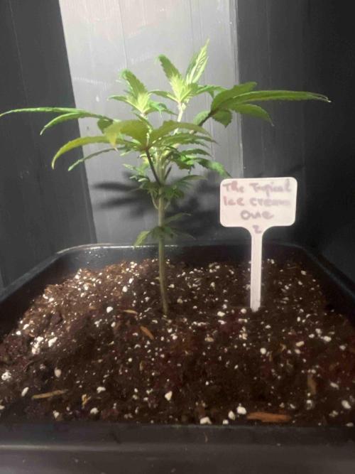 SSSC ( The Tropical ICE Cream One ). Week 7 - #2