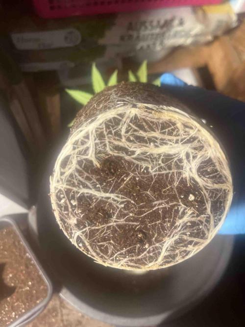 SSSC ( The Tropical ICE Cream One ). Week 7 - #2