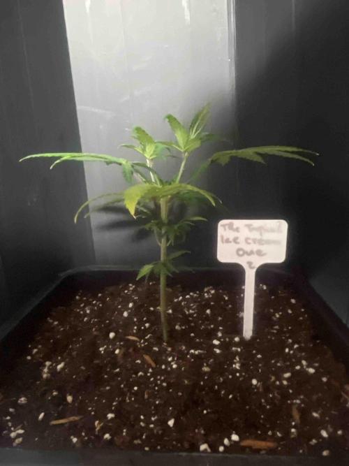 SSSC ( The Tropical ICE Cream One ). Week 7 - #2