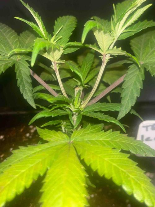 SSSC ( The Tropical ICE Cream One ). Week 7 - #2