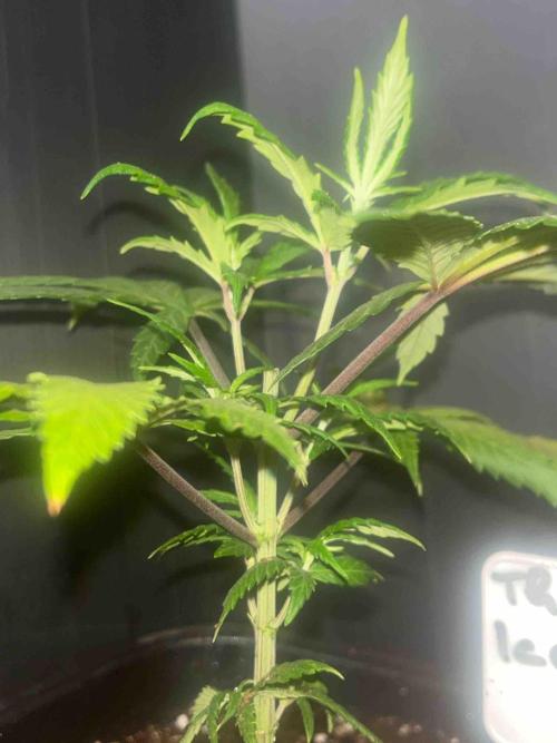 SSSC ( The Tropical ICE Cream One ). Week 7 - #2