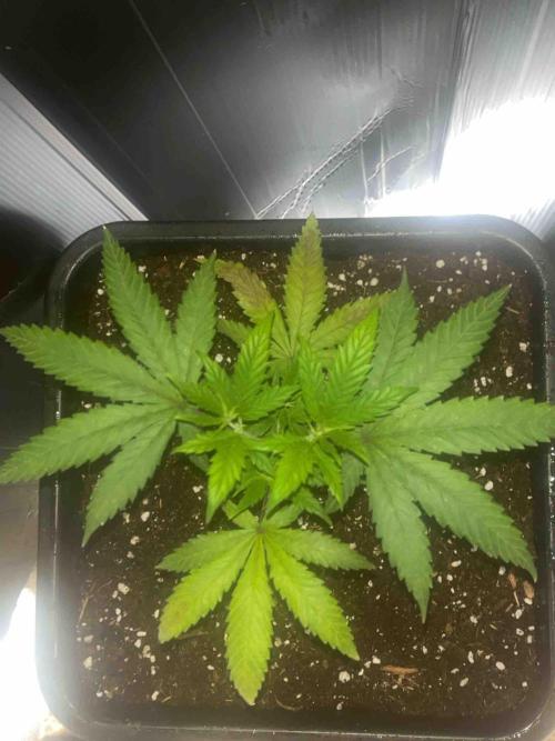SSSC ( The Tropical ICE Cream One ). Week 7 - #2
