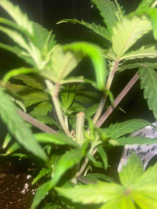 SSSC ( The Tropical ICE Cream One ). Week 7 - #2