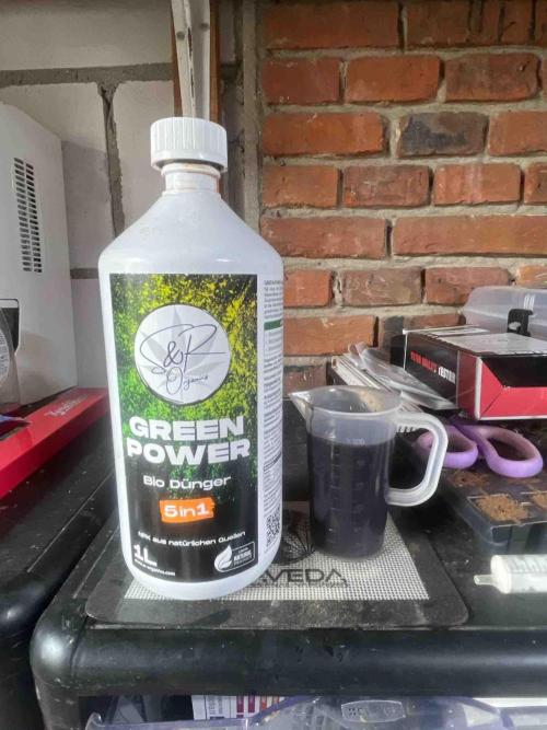 Herbies seeds Grandmommy Purple Sponsoring. Week 10