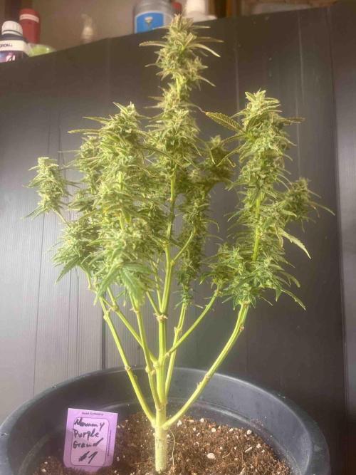 Herbies seeds Grandmommy Purple Sponsoring. Week 12 - #1
