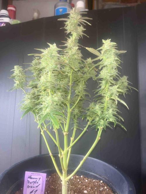 Herbies seeds Grandmommy Purple Sponsoring. Week 12 - #2
