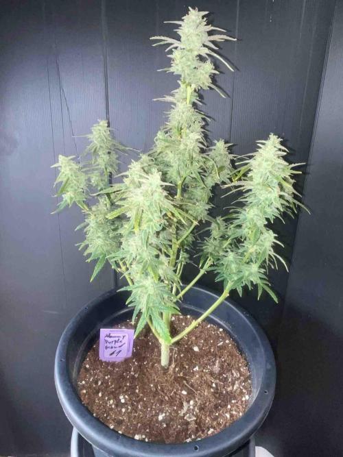 Herbies seeds Grandmommy Purple Sponsoring. Week 12 - #1